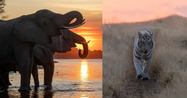 9 Tips For Capturing Wildlife in Motion