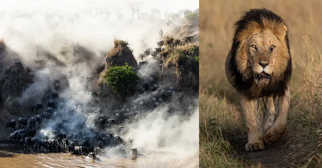 Why Every Wildlife Photographer Should Safari in Kenya’s Masai Mara