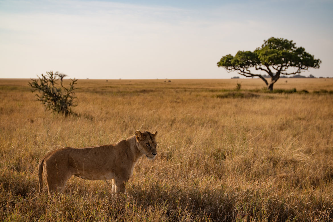 39 Photos That Will Inspire You to Safari in Tanzania's Serengeti ...