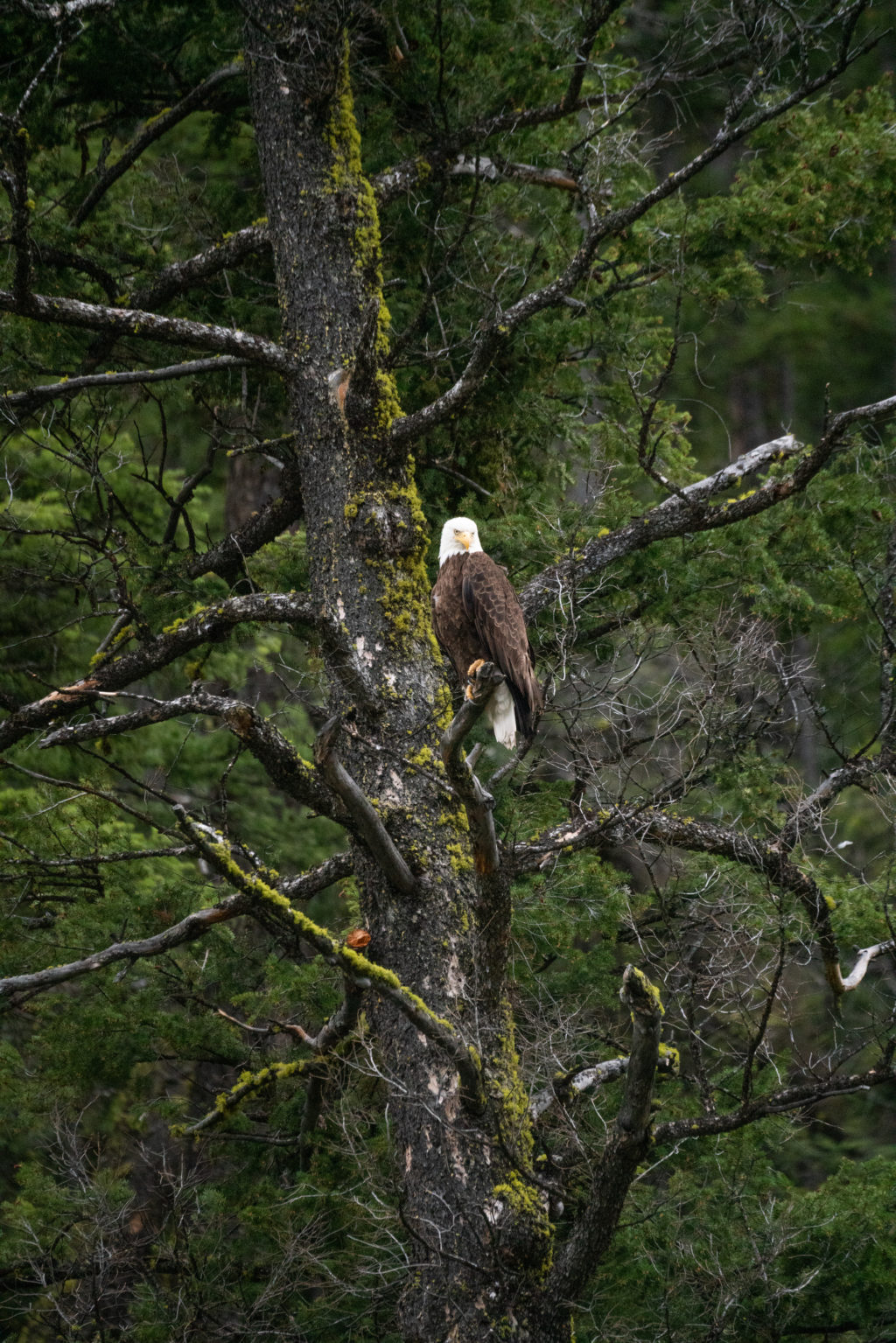 Bald Eagle In Idaho - Michael Bonocore